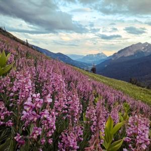 fireweed-401-trail-1